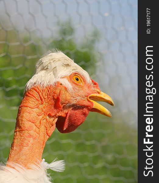 Funny white hen with a perplexed face. Funny white hen with a perplexed face