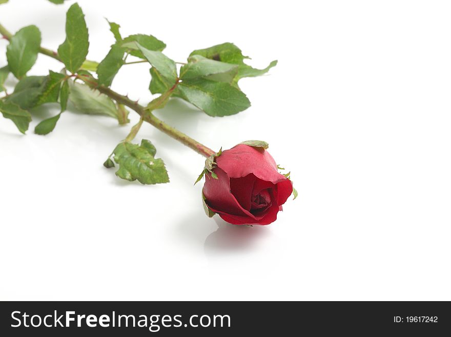 Red rose isolated in white background