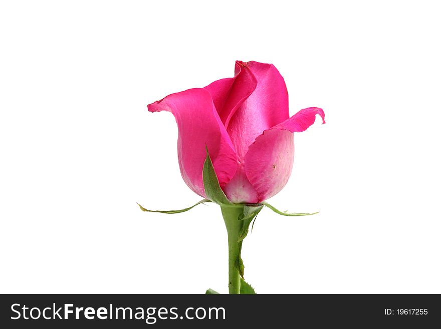 Pink Rose Isolated In White Background