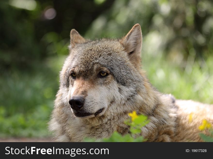 The detail of eurasian wolf.