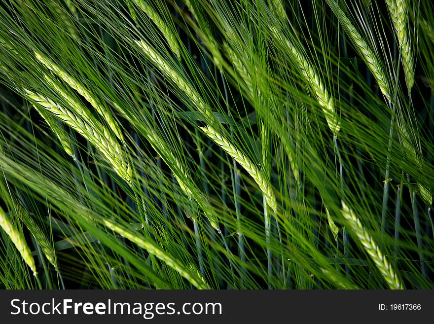 Green wheat field horizontal background
