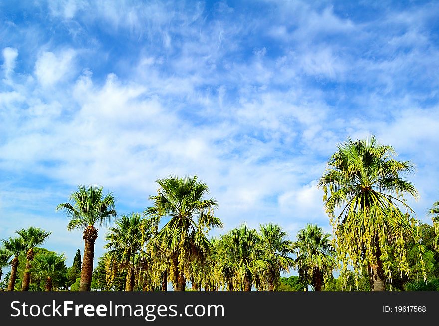 Beautiful tropical palms on the blue sky background. Beautiful tropical palms on the blue sky background