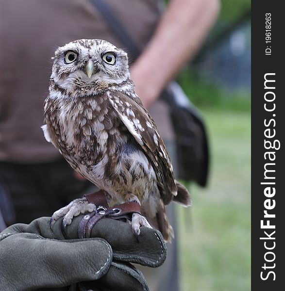 Little owl sits  on kid's hand. Little owl sits  on kid's hand.