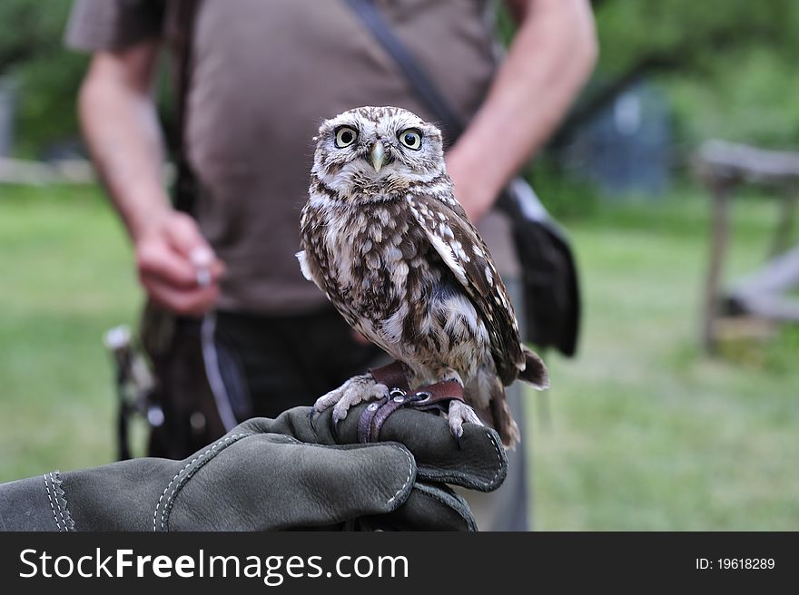 Little burrowing owl,Athene cunicularia.