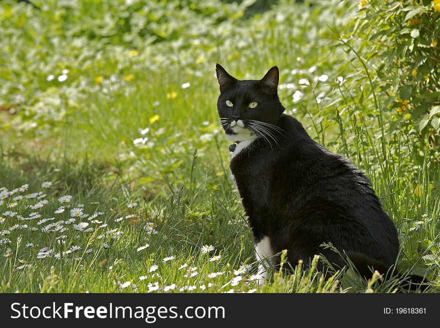 Domestic cat on lookout in high grass