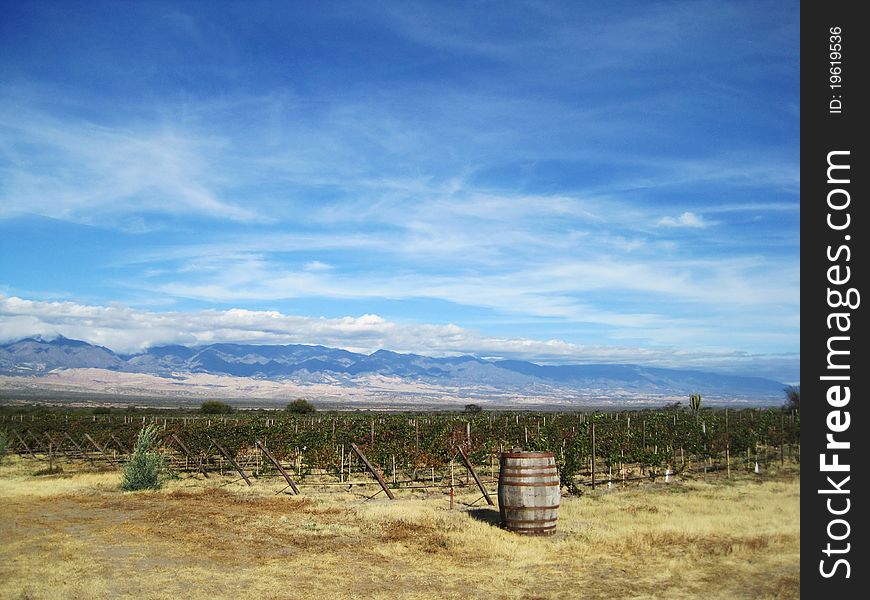 Vineyard with barrel near Cafayate, Argentina with Andes Mountains in the background. Vineyard with barrel near Cafayate, Argentina with Andes Mountains in the background