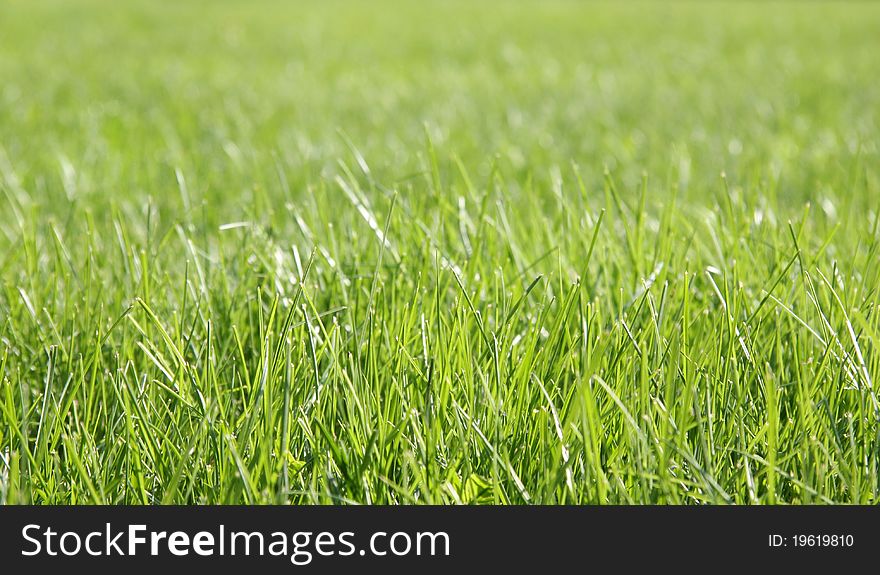 Lawn of the bright green grass closeup. Lawn of the bright green grass closeup