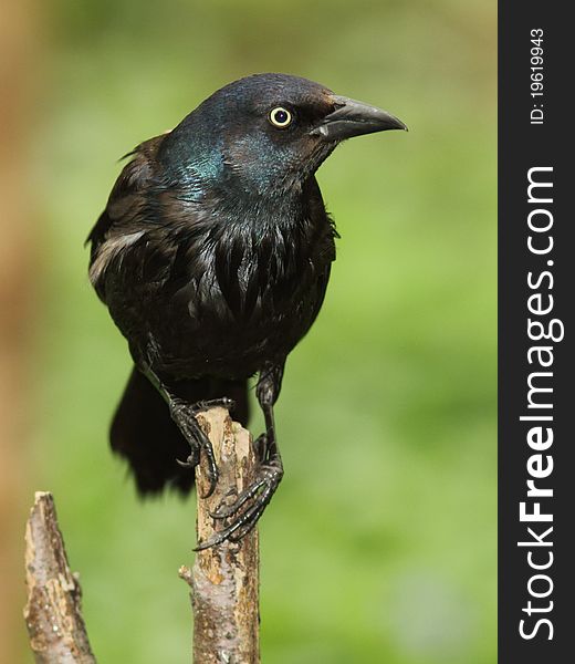 Common Grackle (Quiscalus quiscula) perched on a branch - Ailsa Craig, Ontario, Canada