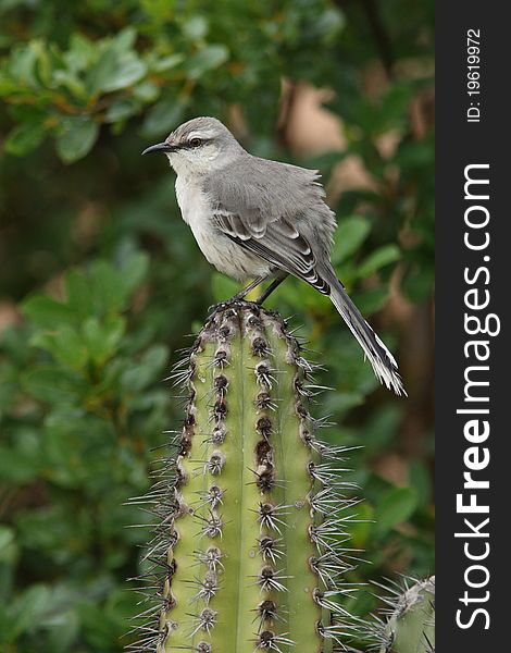 Northern Mockingbird (Mimus gilvus) perched on a cactus - Bonaire, Netherlands Antilles. Northern Mockingbird (Mimus gilvus) perched on a cactus - Bonaire, Netherlands Antilles