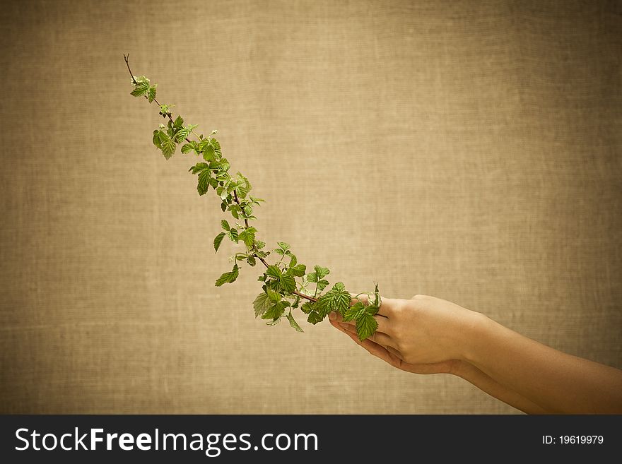 Raspberry selection concept. A branch of raspbery in female hands on rural background. Toned image. Raspberry selection concept. A branch of raspbery in female hands on rural background. Toned image.