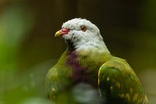 Wompoo Fruit Dove Royalty Free Stock Photo Wompoo Fruit Dove Royalty Free Stock Photo