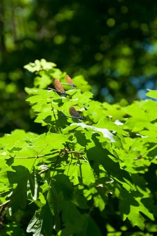 Colorful Dragonfly Insects In Forest Royalty Free Stock Images Colorful Dragonfly Insects In Forest Royalty Free Stock Images