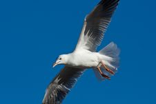 Gull In Flight Royalty Free Stock Image