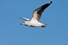 Gull In Flight Royalty Free Stock Photos