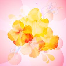Hibiscus Flowers Background Stock Photos Hibiscus Flowers Background Stock Photos