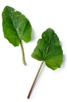 Burdock Stock Images Burdock Stock Images