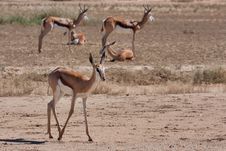 Springbok In Kalahari Royalty Free Stock Photos