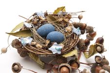 Bird Nest With Nest Of Eggs Royalty Free Stock Photos
