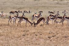 Springbok In Kalahari Royalty Free Stock Photography