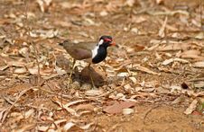 Red Wattled Lapwing With Eggs Stock Image