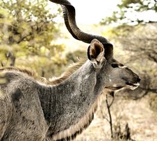 Male Kudu Royalty Free Stock Images
