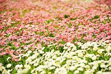 Daisies Stock Photo Daisies Stock Photo