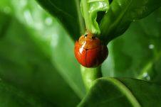 Lady Bug On Green Leaf Royalty Free Stock Images Lady Bug On Green Leaf Royalty Free Stock Images