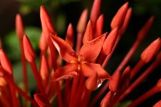 Red Ixora Royalty Free Stock Photography Red Ixora Royalty Free Stock Photography