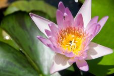 Lotus Royalty Free Stock Photos Lotus Royalty Free Stock Photos