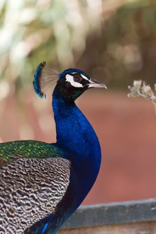 Peacock Royalty Free Stock Photography Peacock Royalty Free Stock Photography