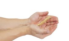 Ear Wheat In Hand Male Royalty Free Stock Photos