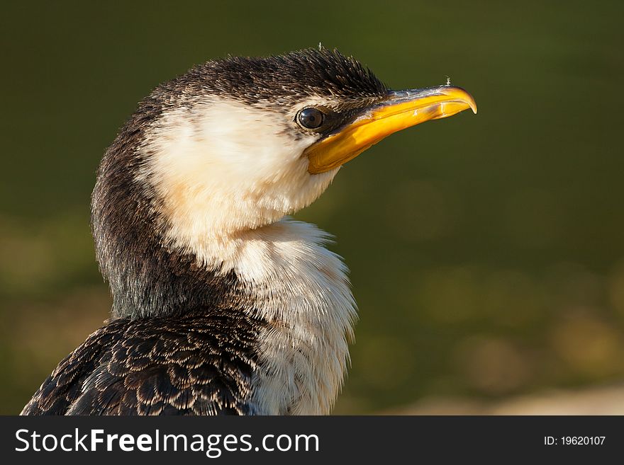 The Little pied cormorant is found along all of Australia's coastline and also inhabits lakes and river estuaries.