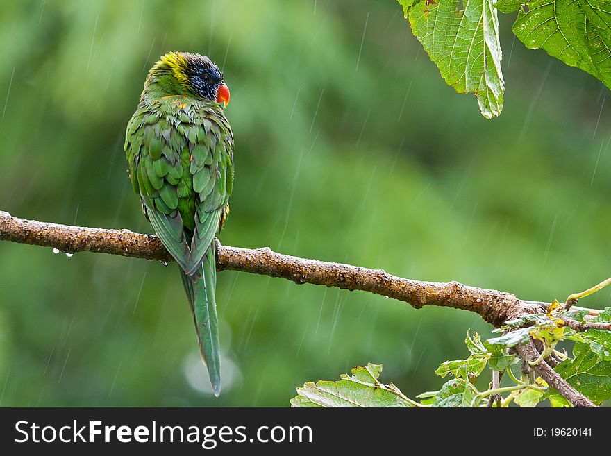A lonely Rainbow lorikeet weathering the storm. A lonely Rainbow lorikeet weathering the storm.