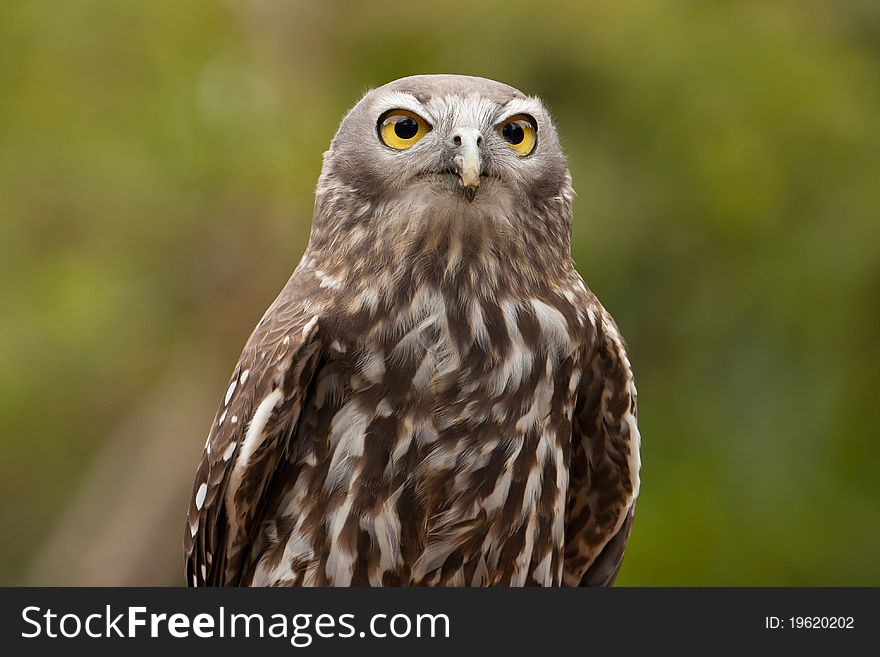 The Barking Owl has a terrifying call which sounds like a woman shrieking and howling.