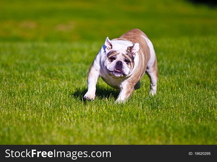 Bulldog running through the grass. Bulldog running through the grass