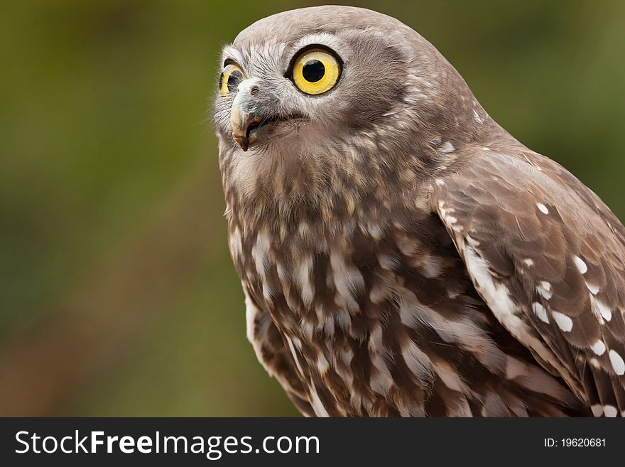 The Barking Owl has a terrifying call which sounds like a woman shrieking and howling.
