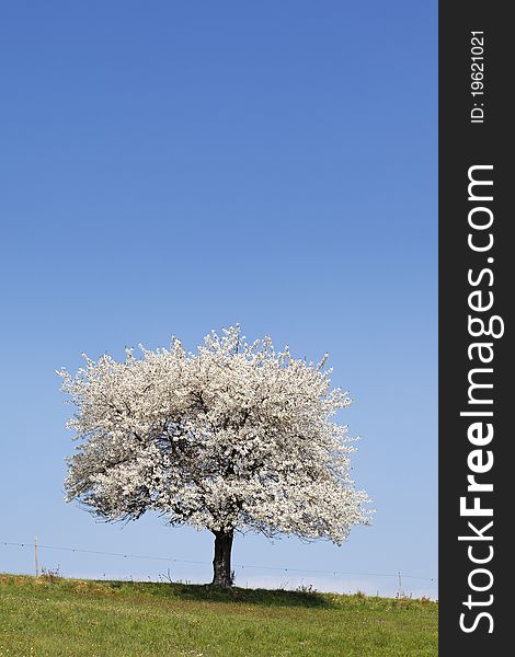 White tree and green grass in spring. White tree and green grass in spring