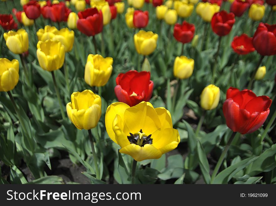 Field of tulips of yellow and red flowers