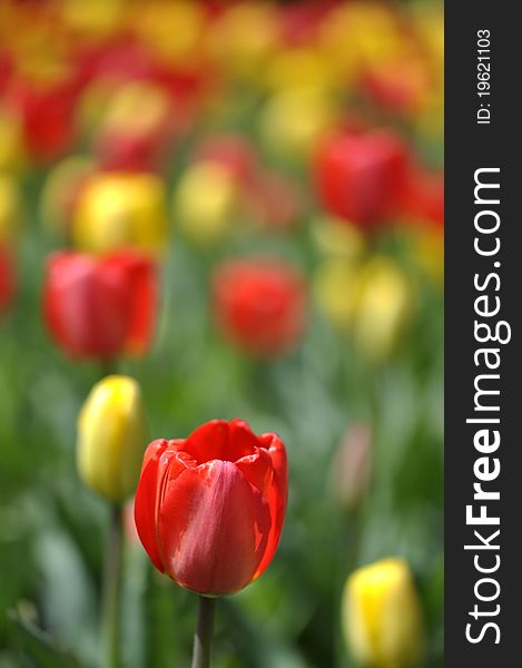 Closeup of red tulip with blurred background of field of tulips