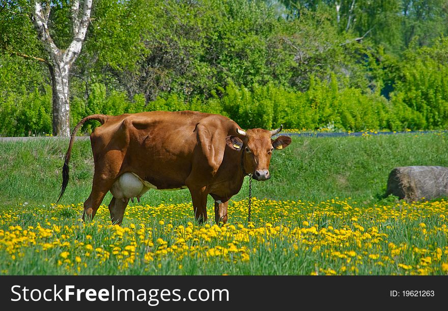 Cow on meadow in spring