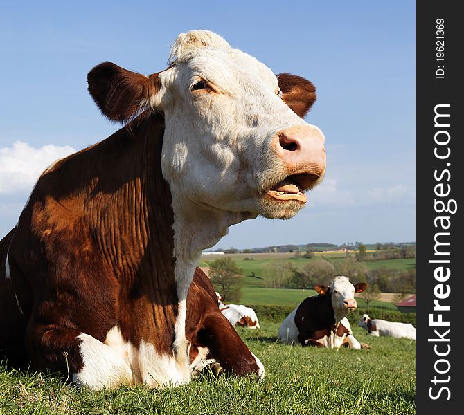 Big head of cow and blue sky in summer. Big head of cow and blue sky in summer