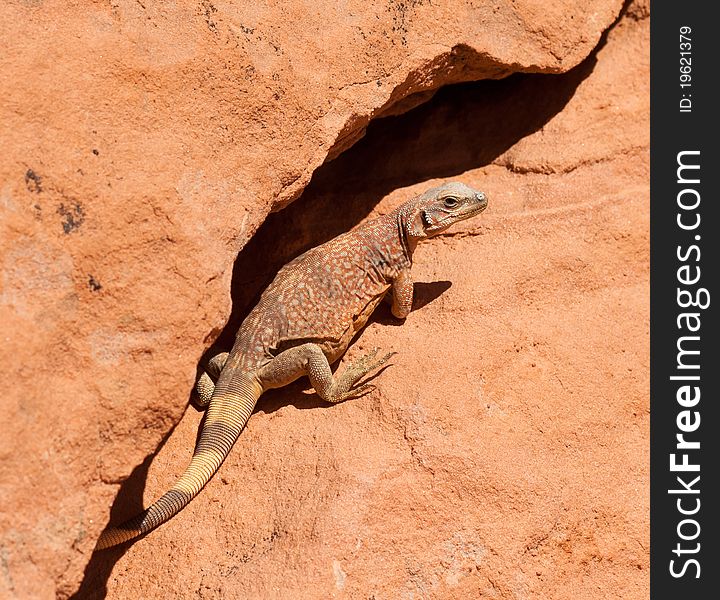 Big western Chuckwalla lizard posing in a crevise in the desert in Valley of Fire