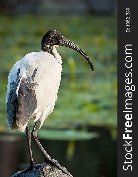 A juvenile Australian White Ibis perches on a rock next to a lily-filled pond. A juvenile Australian White Ibis perches on a rock next to a lily-filled pond.