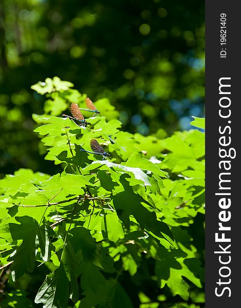 Colorful dragonfly insects in forest