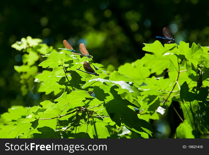 Dragonflies Resting On Leafs In Forest