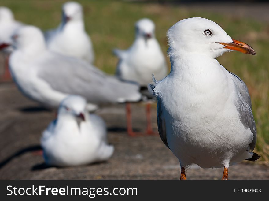 A silver gull stands out from the crowd on a jetty on the southeast coast of Queensland, Australia. A silver gull stands out from the crowd on a jetty on the southeast coast of Queensland, Australia.