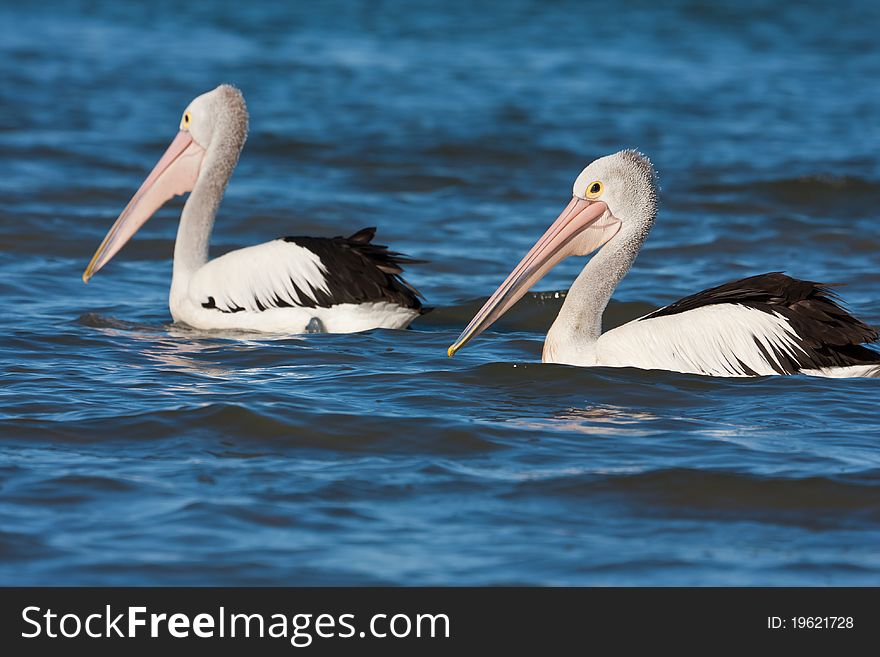 The Australian pelican is the biggest of all the pelicans and have successfully adapted to human populated areas along the Australian coast.