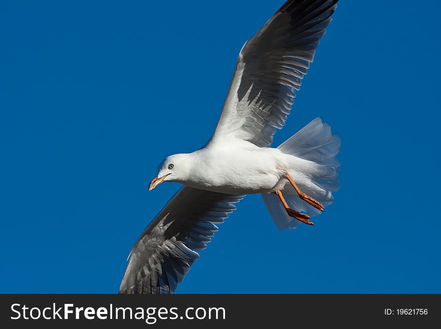 Gull In Flight