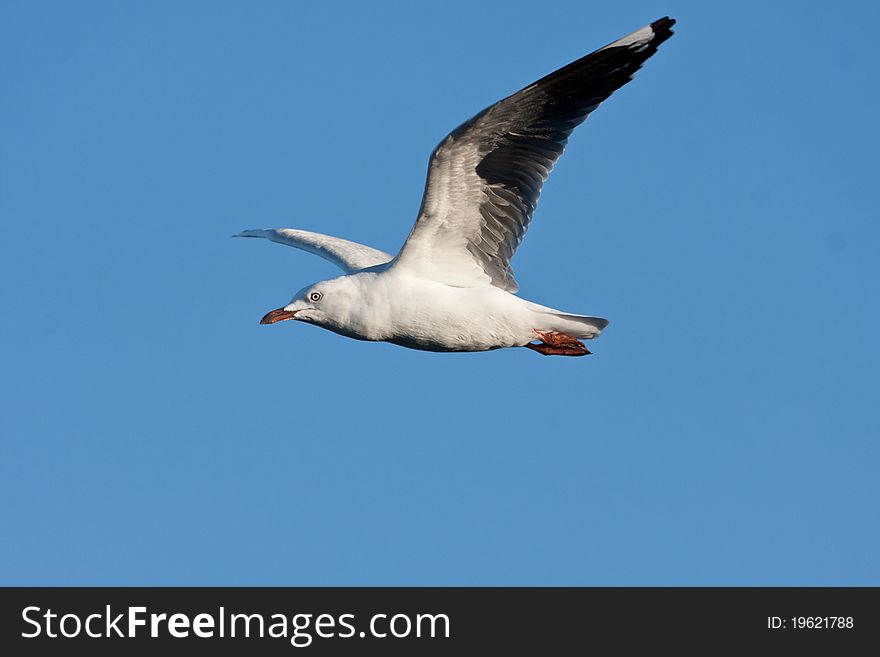 Gull in flight