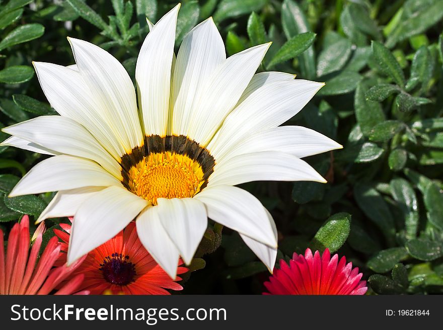 Closeup of a single beautiful daisy flower on plants background in spring. Closeup of a single beautiful daisy flower on plants background in spring